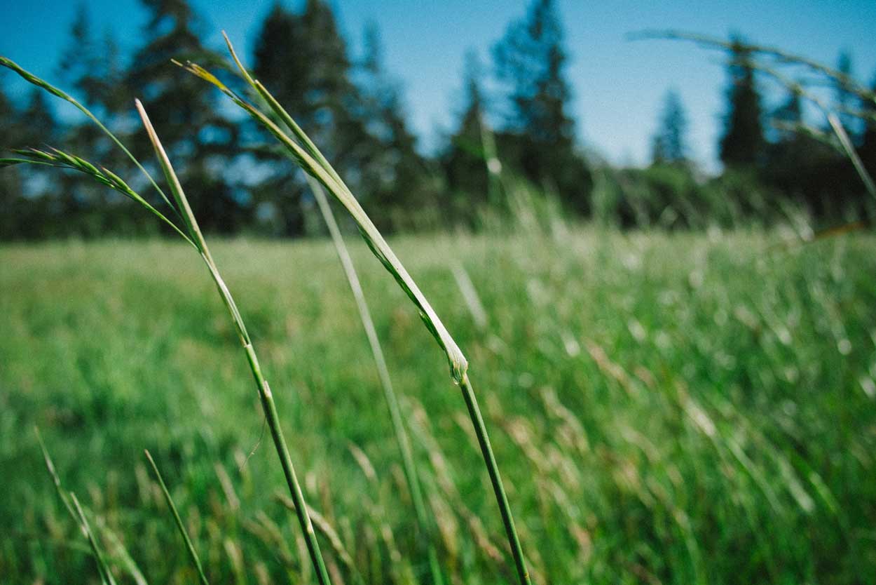 Grönt gräs, öppna landskap och värme är synonymt med Gotland